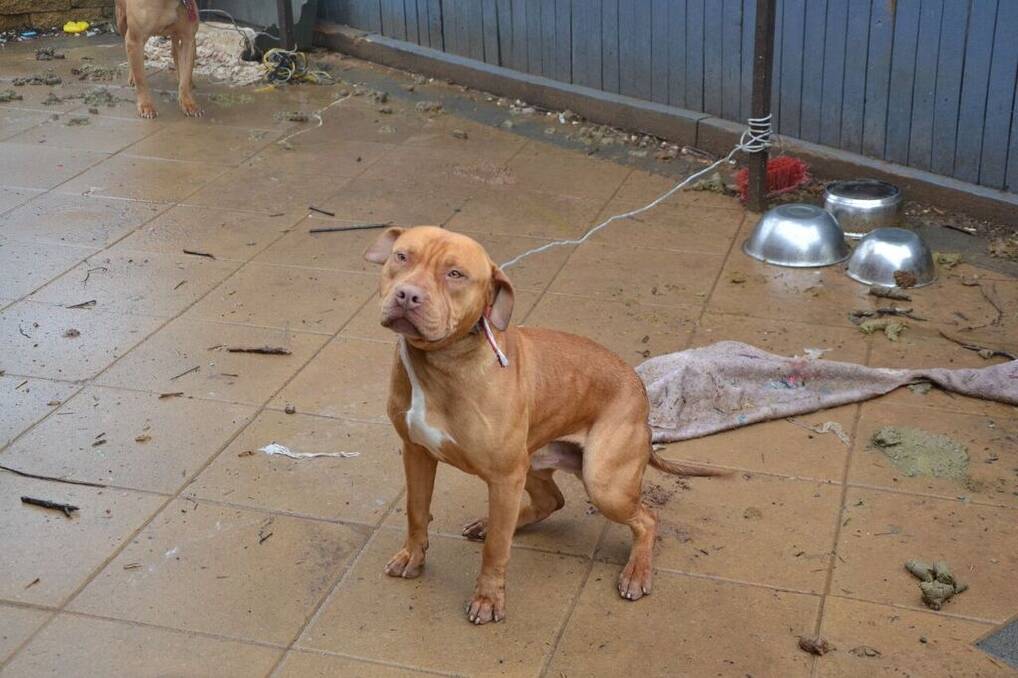 Honey and Hank were found tied to a clothesline with wire.  Photo: RSPCA ACT