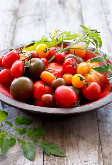 Your hunch about storing tomatoes at room temperature has been vindicated by science. Photo: Marina Oliphant