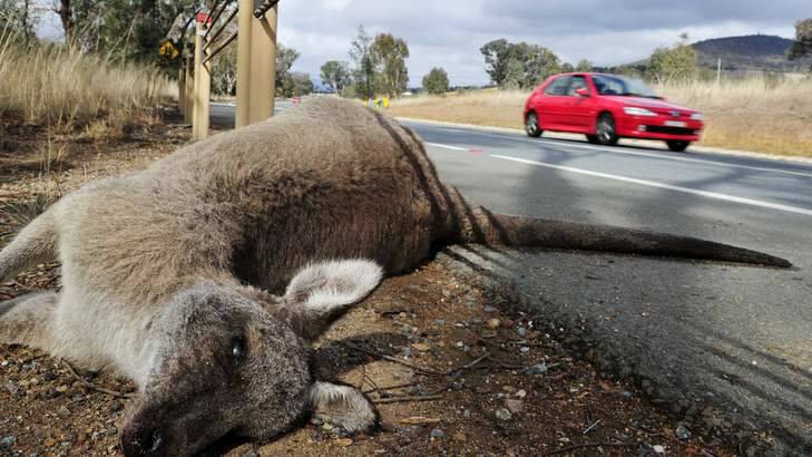 Quick No More: A kangaroo carcass lies beside the road, one of hundreds killed each year across the territory despite there being relatively few reports of damage from drivers. Photo: Jay Cronan