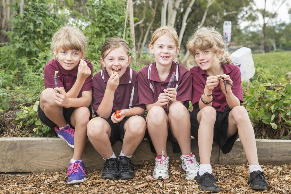 From left Year 3 students Rose Carpenter, Zarrah Ingle and Jessica Harnett, all 8, with year 4 student Grace Carpenter, 9, in the school garden as part of the new food and drink policy for ACT public schools. Photo: Matt Bedford