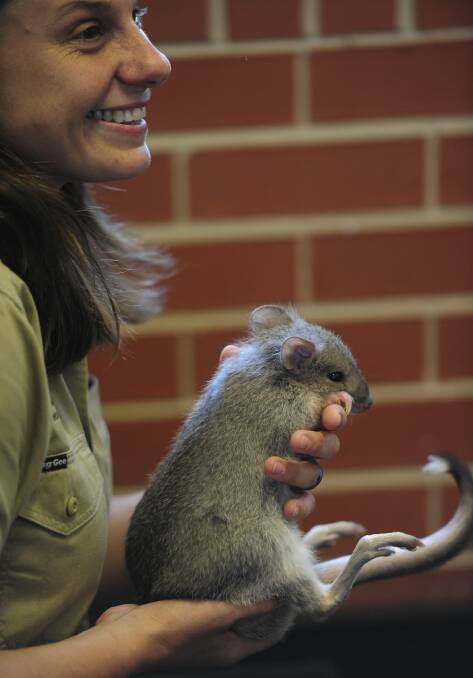Year 6 students got a close up look at this hand raised 7 month old Bettong, courtesy of Dr Kate Grarock from the Woodlands and Wetlands Trust. Photo: Graham Tidy