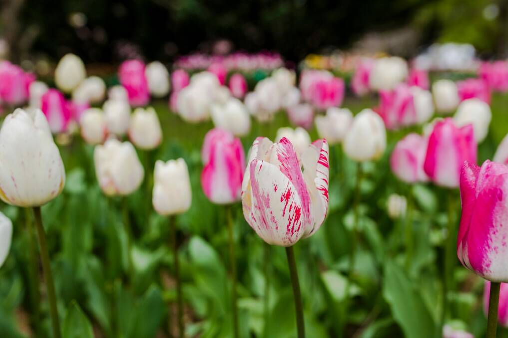 Bill Rhodin reckons he has half a million tulips across his 10-acre garden. Photo: Jamila Toderas