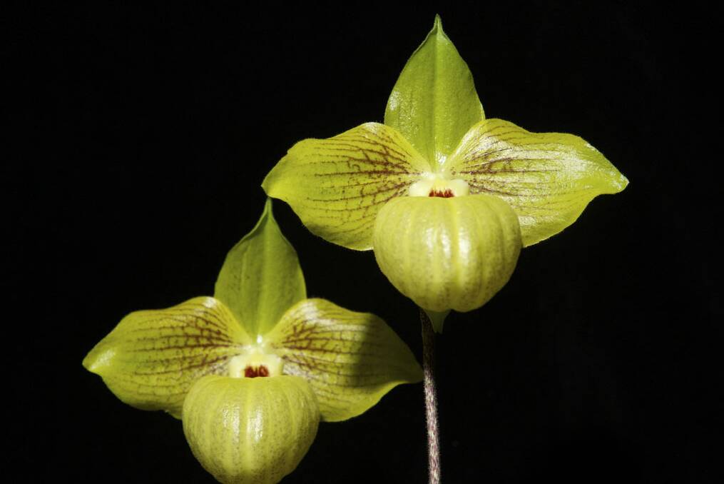 Orchids say 'sex sex sex sex'. Photo: Nick Moir