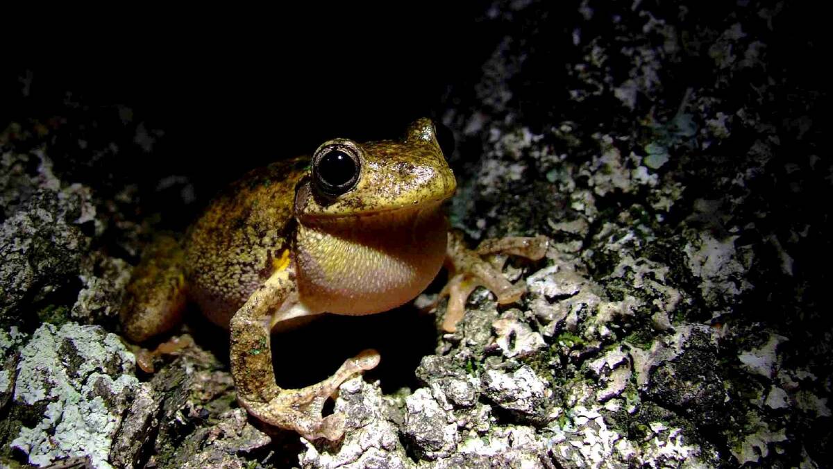 A Peron's tree frog Photo: Dr Martin Westgate