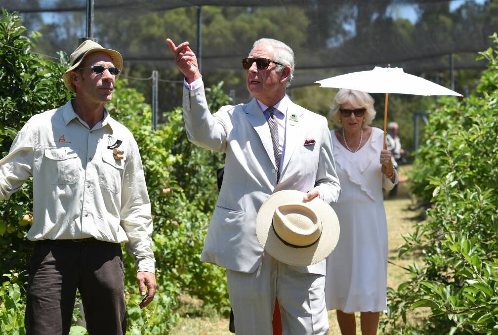 Prince Charles and Camilla, Duchess of Cornwall, tour an orchard with proprietor Murray Gomm in Albany, Western Australia. Photo: AP