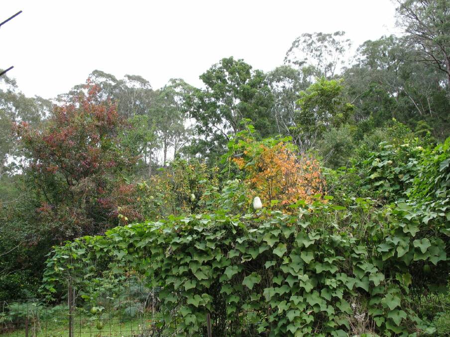 Chilacayote melons high up in the tree.  Photo: supplied