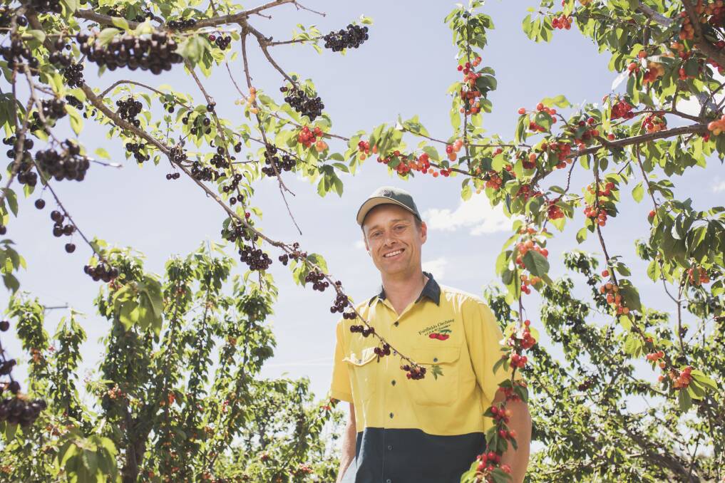 Cherry Growers Australia president and owner of Fairfields Orchard Tom Eastlake.
 Photo: Jamila Toderas