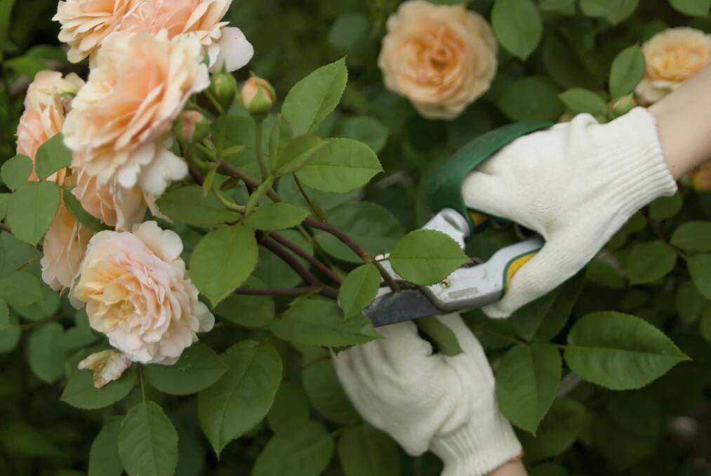Rose cuttings can be taken at any time. Photo: iStock