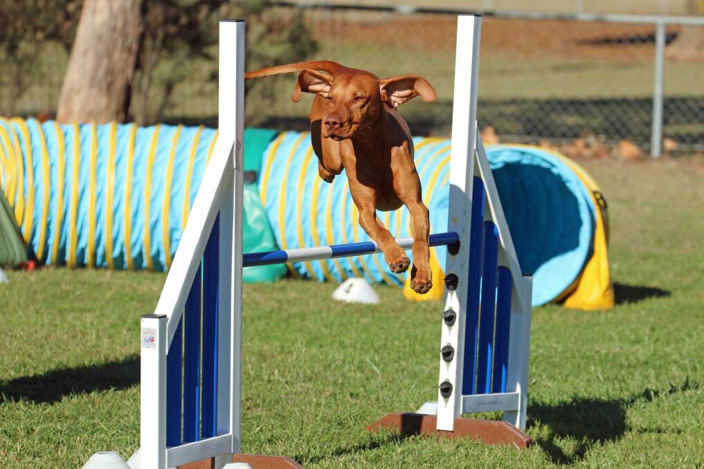 More than 2500 dogs are headed to Canberra for the Dog Shows and Dog Sports Extravaganza this weekend. Photo: Supplied