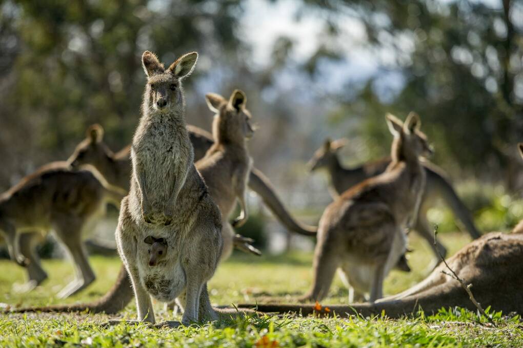 Insurance data reveals winter is the riskiest time for animal collisions, especially with kangaroos. Photo: Jay Cronan