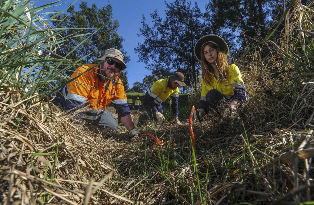 A team from Conservation Volunteers Australia at work at Ginninderra Creek, Evatt. Supervisor Brian Butler, left, with participants Tom Byles, 18, of Burra, centre, and Amanda Williams, 21, of Lyneham. Photo: Graham Tidy