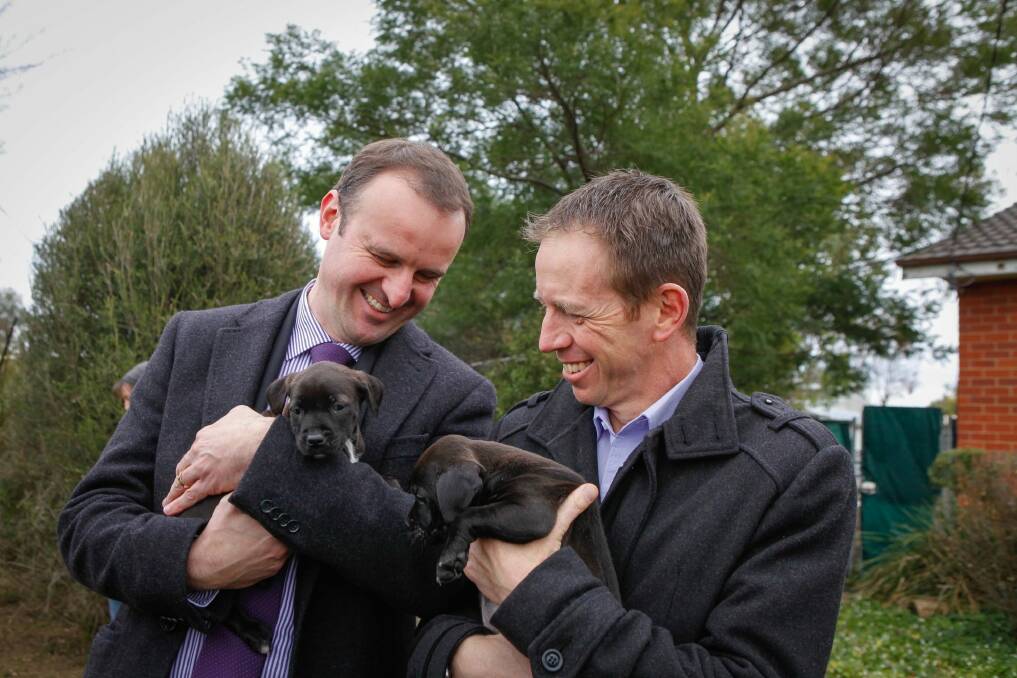 Andrew Barr and Shane Rattenbury meet puppies at the RSPCA in Weston. Photo: Katherine Griffiths