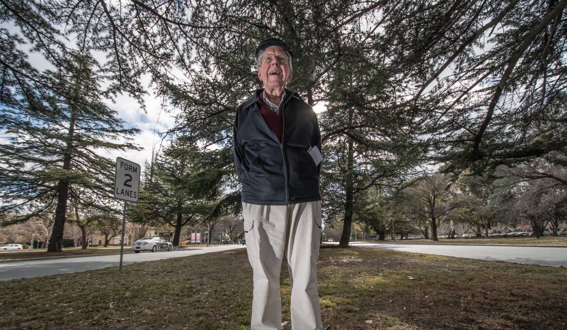 Landscape historian John Gray among the 96-year-old Charles Weston cedars on Commonwealth Avenue earmarked to be removed for light rail stage two. Photo: Karleen Minney