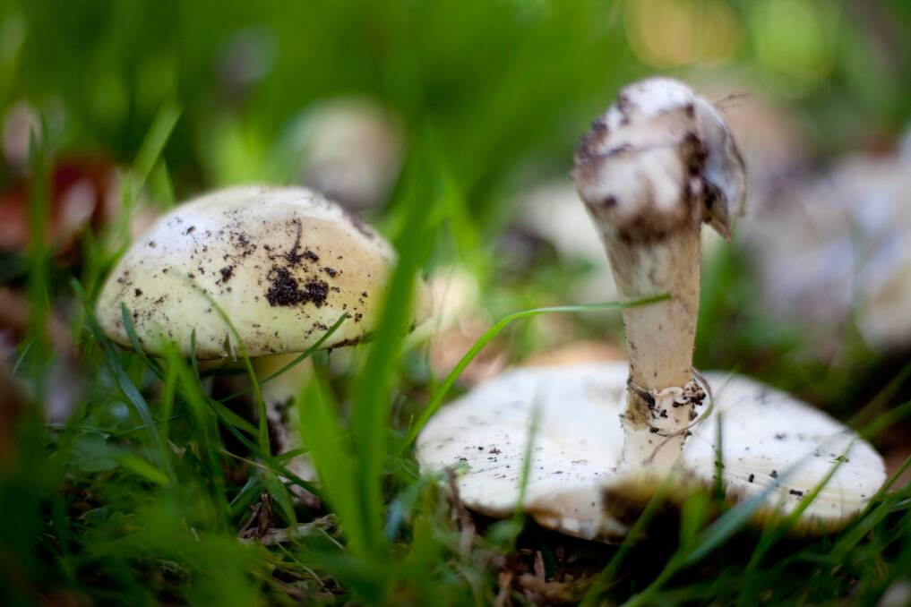 Death cap mushrooms often grow near established oak trees. Photo: Arsineh Houspian