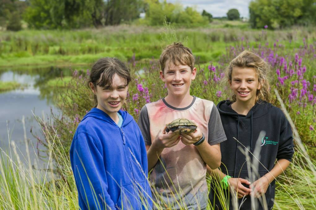 Anouk Maconachie 12, Charlie York 12 with Murtle the turtle, and Lillian Burless 12, in Canberra's Jerrabomberra Wetlands. Photo: Jamila Toderas