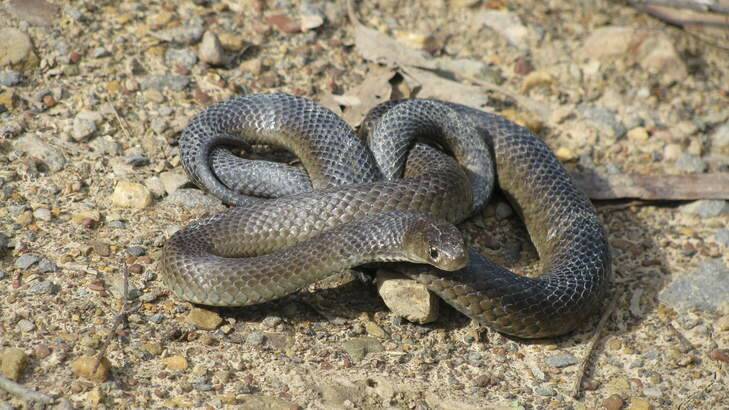 Eastern brown snake.