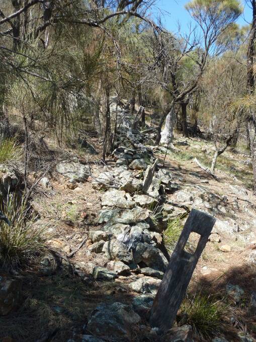 Stone wall hidden on the slopes of Mount Majura. Photo: Tim the Yowie Man