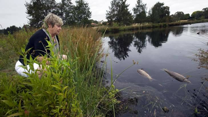 Local resident Denise Kay finds dead fish in Giralang Pond. Photo: Elesa Kurtz