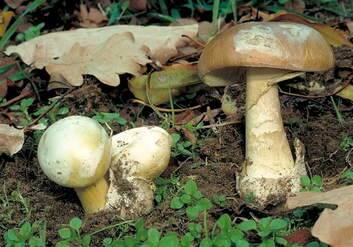 Death Cap mushrooms. Photo: Australian Botanical Gardens