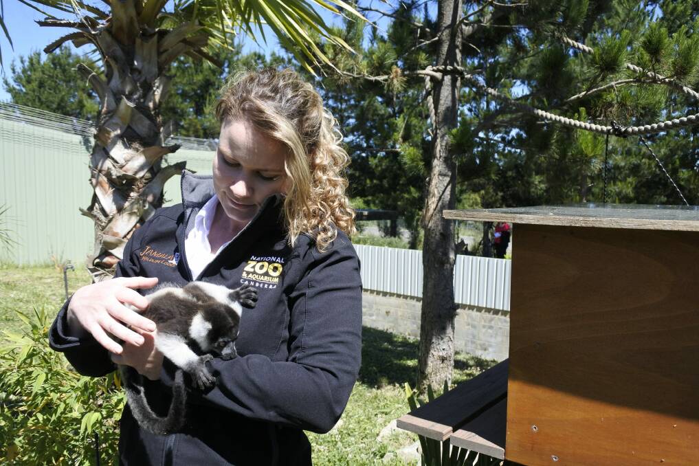 The baby Black and White Ruffed Lemurs will stay at the National Zoo & Aquarium for between one and two years before finding a new home at part of the international breeding program for their species. Photo: Clare Sibthorpe