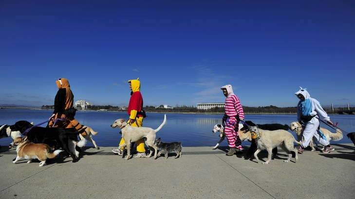 The Pups4Fun dog walking group walk around Lake Burley Griffin in onesies to raise money cancer research on Friday. Photo: Jay Cronan