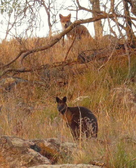 A fox keeps a close eye on a wallaby at Mt Mugga quarry. Photo: Rob Parnell