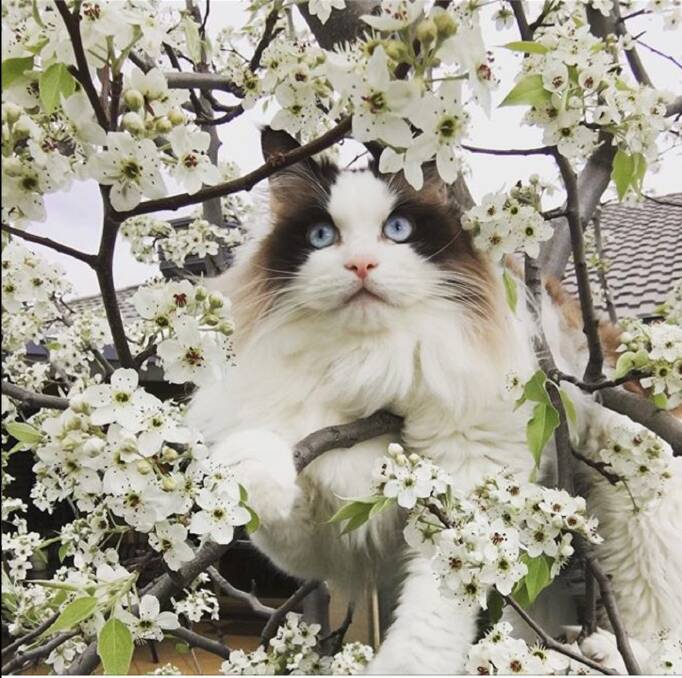 Barbara Mecham: "My Grandcat Bo enjoying the spring blossoms. In his backyard at Dunlop." Photo: Barbara Mecham
