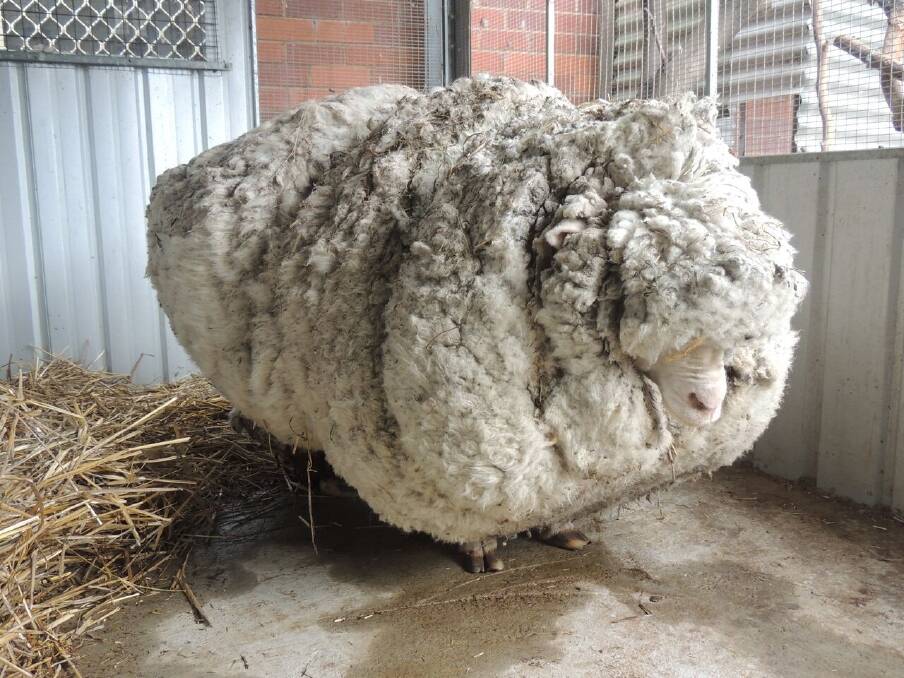 Chris the sheep amassed a whopping 40 kilograms of wool after six years on the run. Photo: Supplied