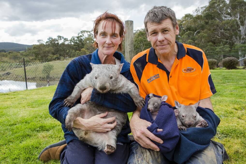 From Left: Donna Stepan, and her partner Phil Melzer with some of the wombats that they are nursing back to health at the Sleepy Burrows Wombat Sanctuary. Photo: Jamila Toderas