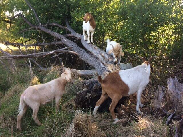 Herds for Hire brought goats to Lake Burley Griffin to rid the area of weeds like blackberry. Photo: Elisabeth Larsen
