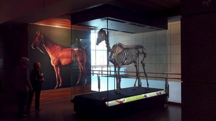 The skeleton of Phar Lap, stored at the New Zealand National Museum in Wellington.