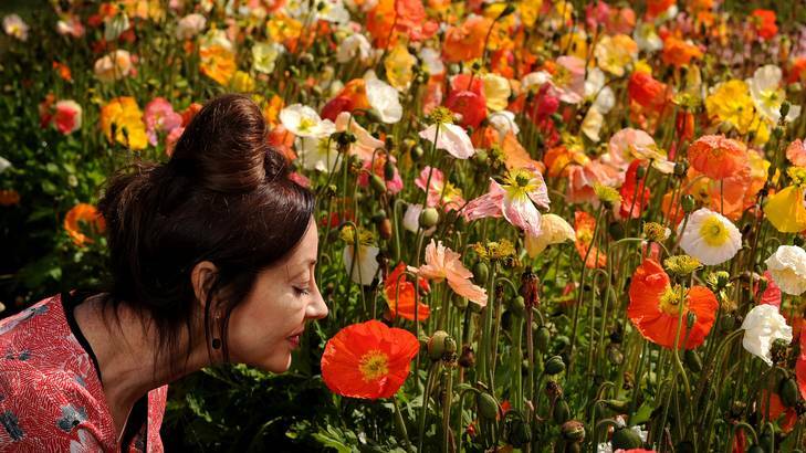 Colleen Petch, Fashion designer Leona Edmiston is the face of Floriade for this year amongst the flowers today Photo: Colleen Petch
