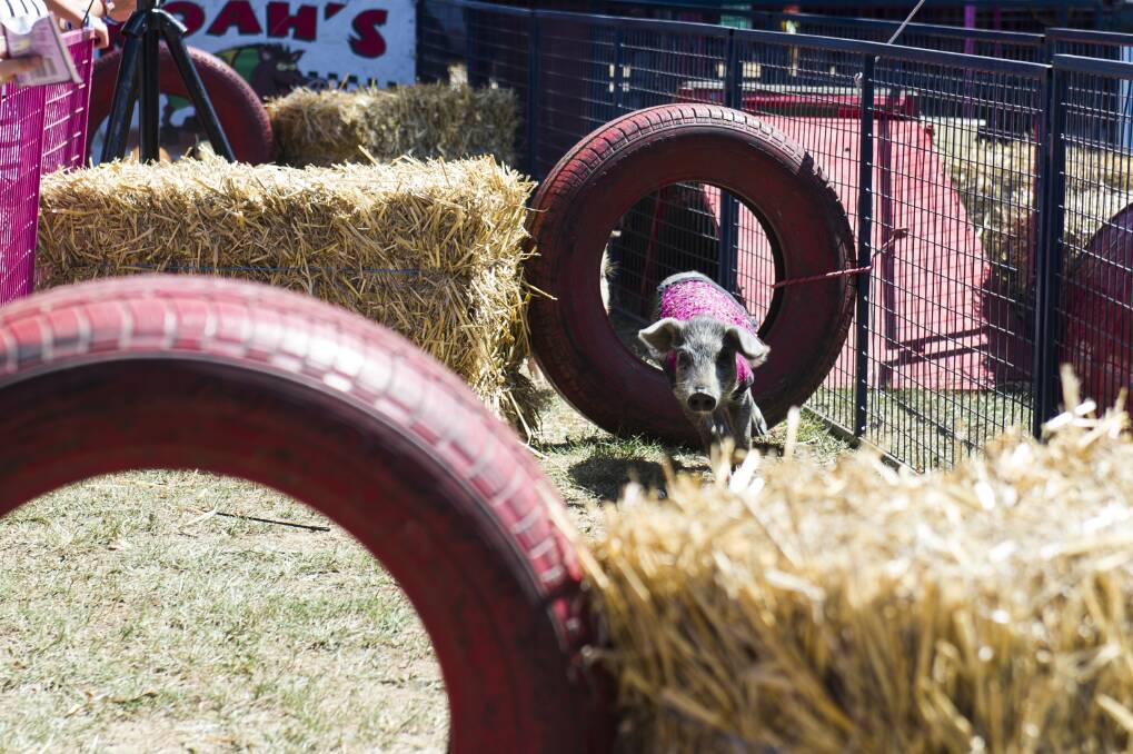 Noah's Racing Pigs were a popular feature. Photo: Dion Georgopoulos