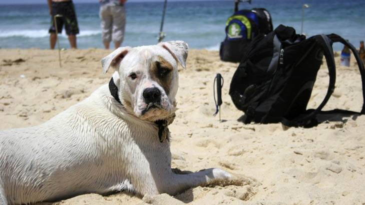 Niles the dog at Kioloa beach. Photo: Errol White