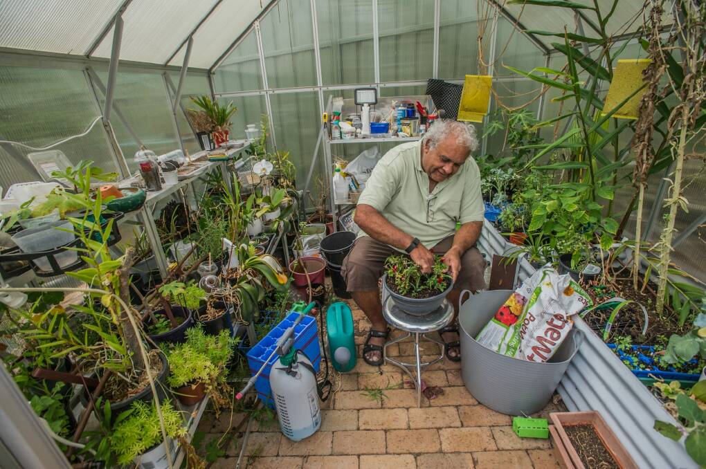 Professor Tom Calma with Warrigal greens or chillies in his greenhouse. Photo: Karleen Minney