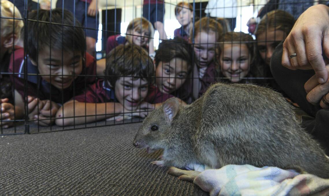 The Bettong Buddies outreach program came to Radford College on Tuesday. Photo: Graham Tidy