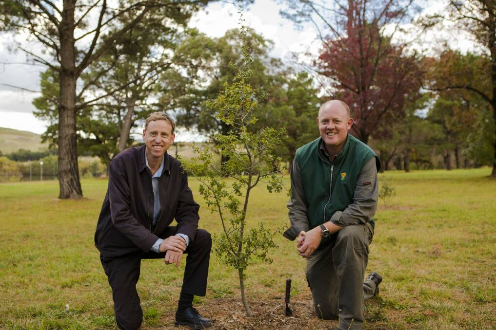 Assistant manager property and services of Government House Norm Dunn  and Government House grounds co-ordinator Andrew Thompson with a Quercus calliprinos. Photo: Jamila Toderas