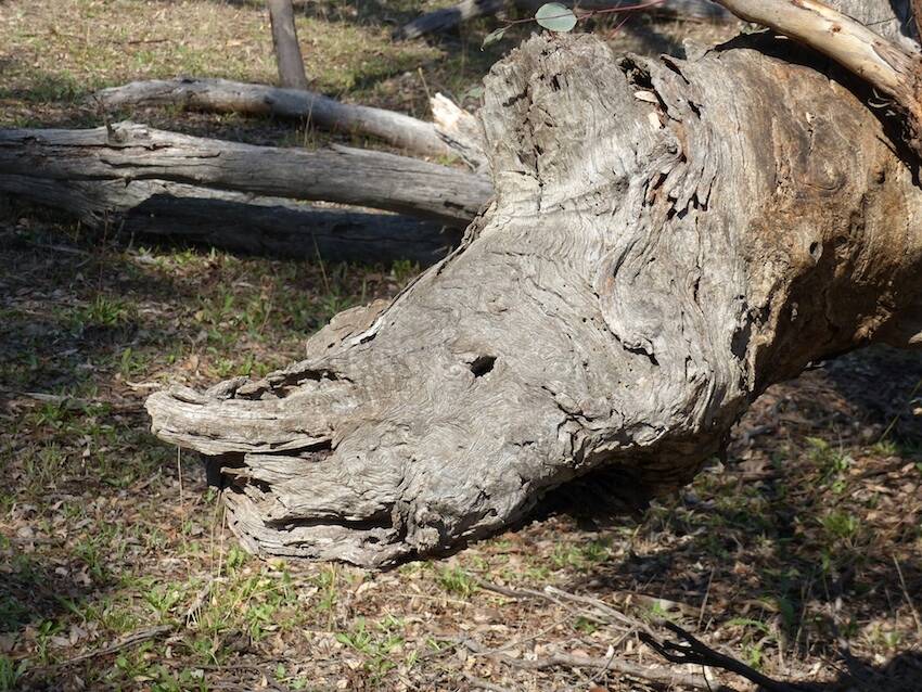 Does this stump on Mt Ainslie look like the head of a rhinoceros to you?  Photo: Matthew Higgins