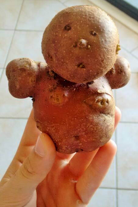 "Potato Man''.  Photo: The Lewis family