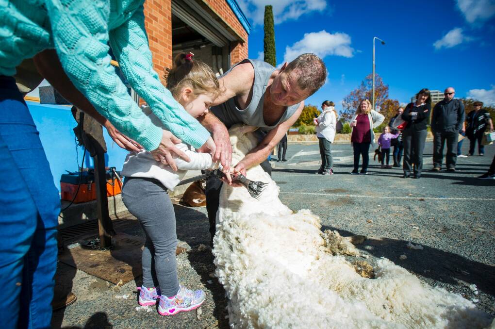 Ian Elkins getting some assistance with the shearing process. Photo: Dion Georgopoulos