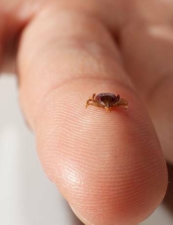 The Ixodes holocyclus, commonly known as a paralysis tick, are increasing in number as the weather warms up. Photo: Wolter Peeters