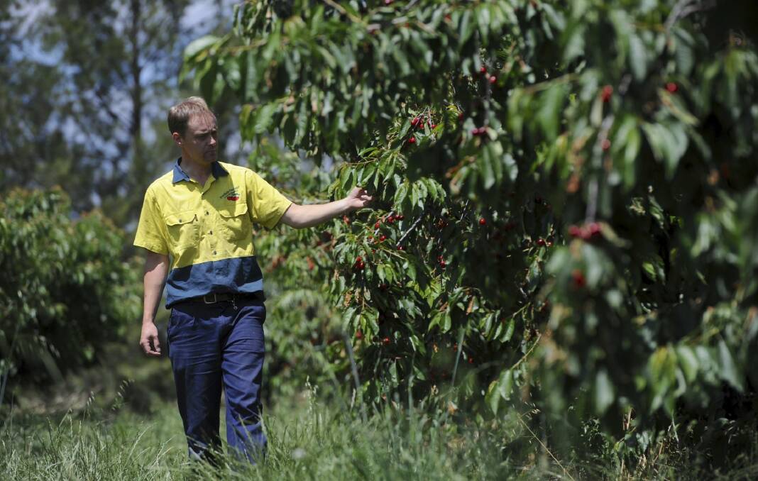 Tom Eastlake inspects cherries growing at his property, Fairfield Orchards. Photo: Graham Tidy