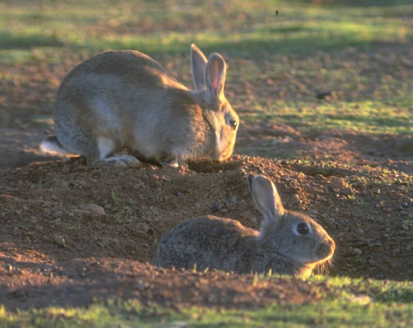 Research is underway to boost virus strains to control rabbits. Photo: Invasive Animals CRC.