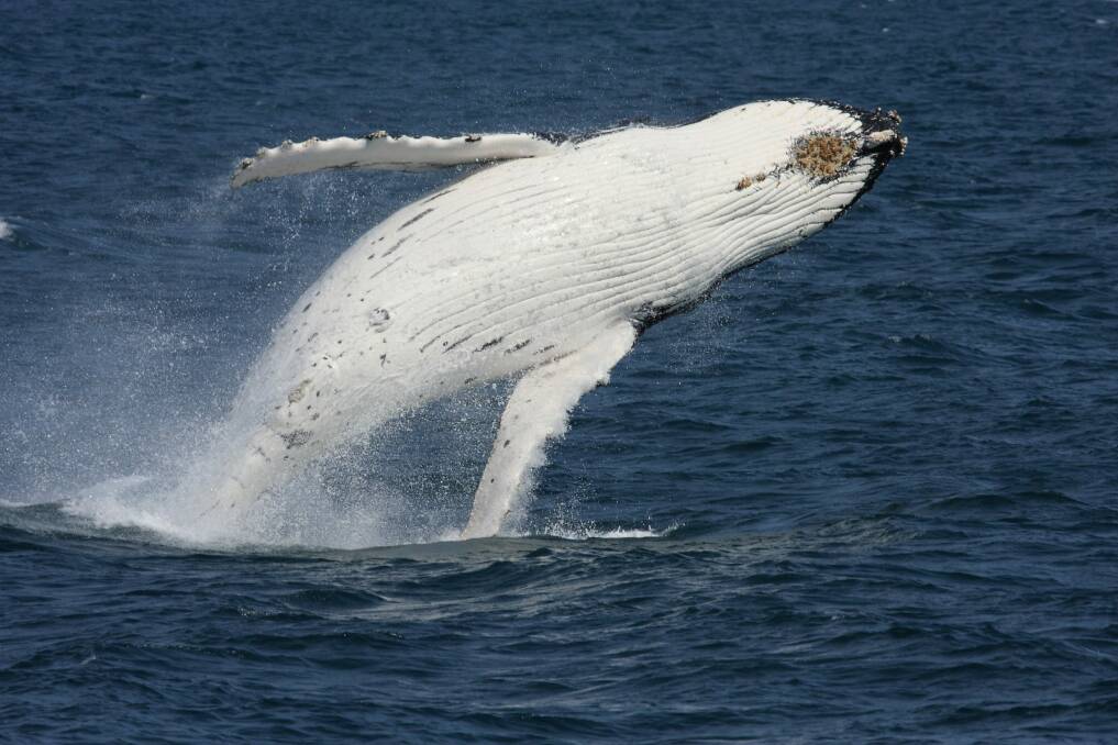 A humpback whale breaching off the NSW coast. Photo: W Reynolds