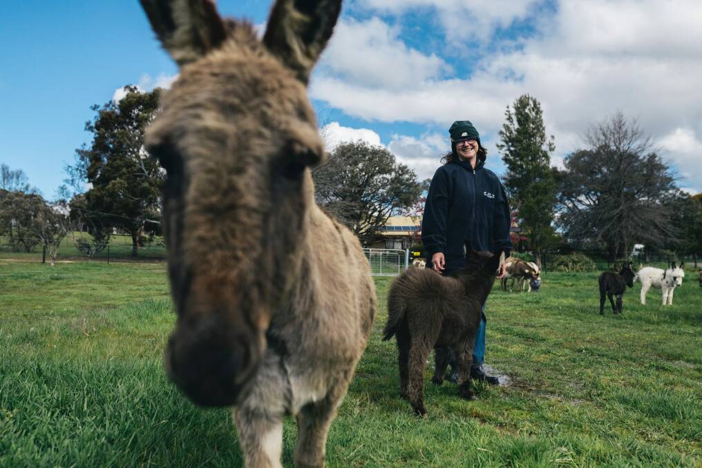 Breeder Joan Young says the affectionate nature of miniature donkeys make them great companions. Photo: Rohan Thomson