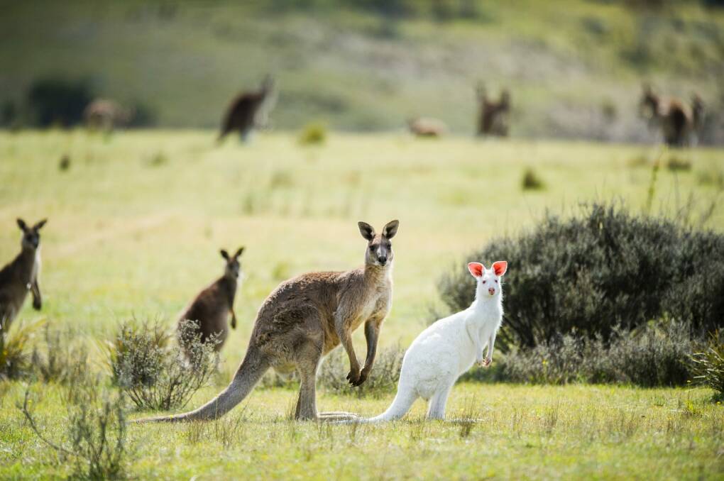 The cull resulted in 2592 kangaroo deaths. Photo: Rohan Thomson