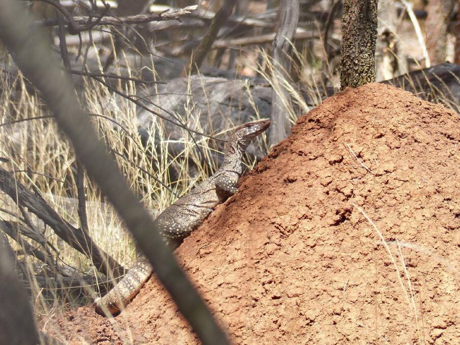 Roxy the goanna shifted her egg chamber on Mount Ainslie after being disturbed by dogs or people. Photo: Matthew Higgins