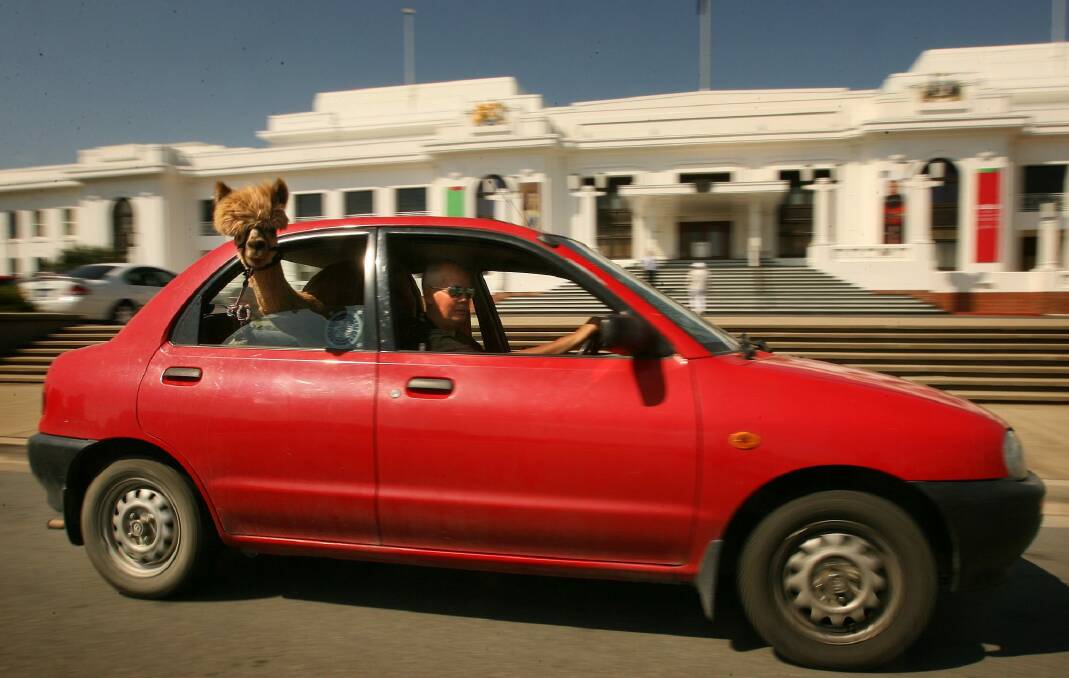 Honeycomb the alpaca with his owner Nils Lantzke cruising around Canberra in 2006. Photo: Andrew Taylor 