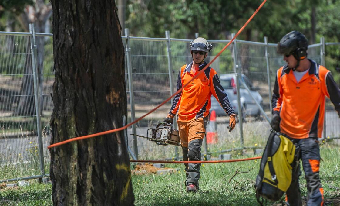 Tree removal works on Northbourne Avenue to make way for the light rail. Photo: Karleen Minney