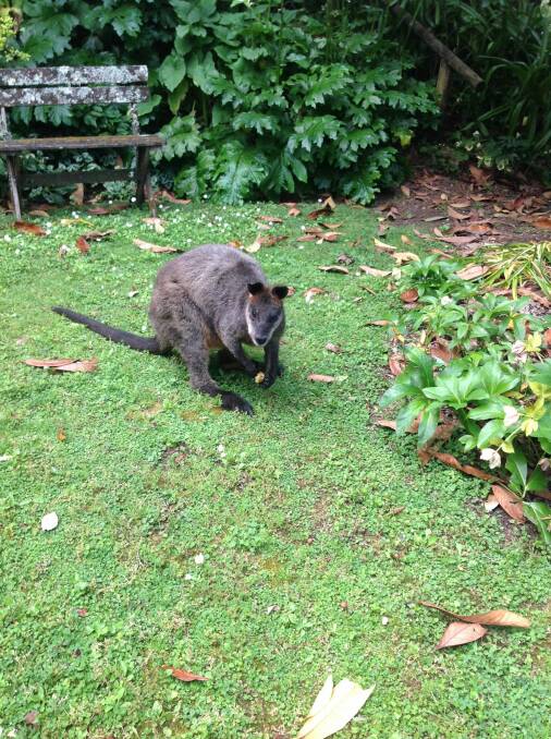 The the wallaby enjoying fallen loquats. Photo: Jackie French